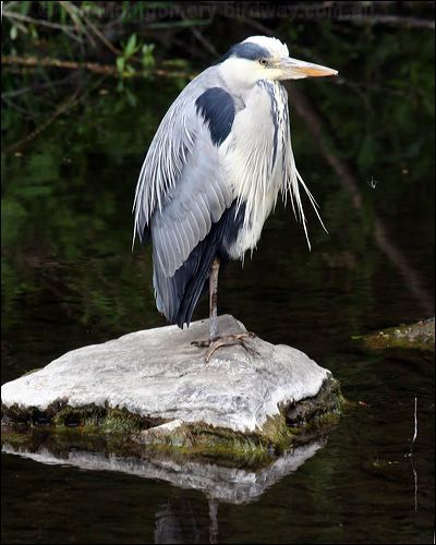 Grey Heron grey_heron_51485.jpg