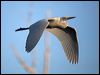 inter_egret_104618