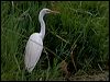 intermediate_egret_151600