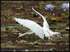 intermediate_egret_63538