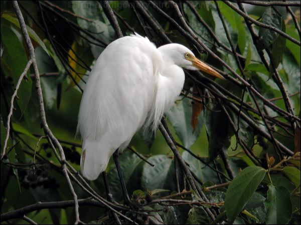 Intermediate Egret intermediate_egret_10896.jpg