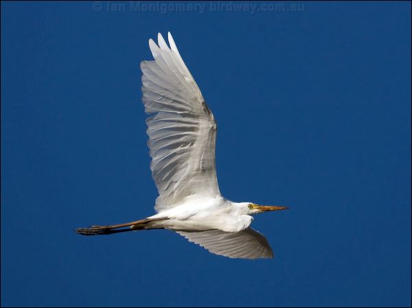 Intermediate Egret intermediate_egret_113302.psd