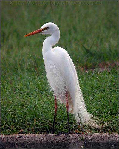 Intermediate Egret intermediate_egret_14771.jpg