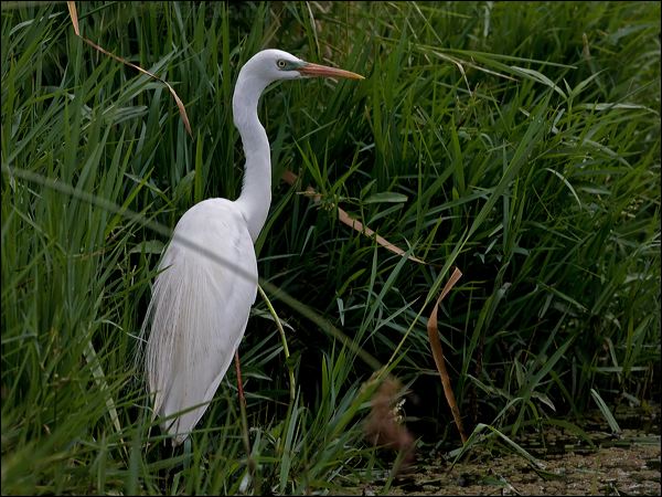 Intermediate Egret intermediate_egret_151600.psd