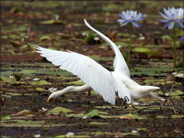 Intermediate Egret intermediate_egret_63538.jpg