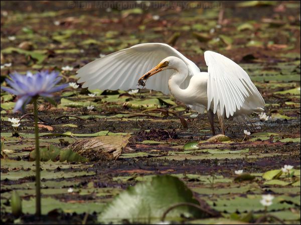 Intermediate Egret intermediate_egret_63545.jpg