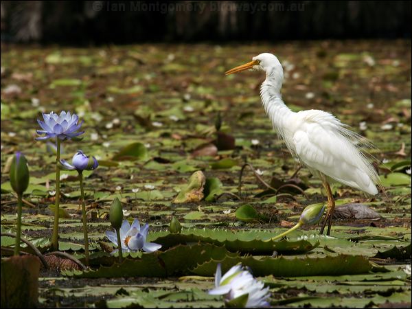 Intermediate Egret intermediate_egret_63556.jpg