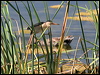 little_bittern_53442