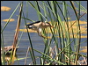 little_bittern_53444