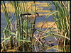 little_bittern_53446