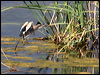 little_bittern_53459