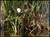 little_bittern_53460