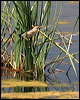 little_bittern_53462