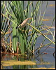 little_bittern_53467