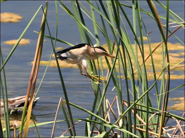 Little Bittern little_bittern_53444.jpg