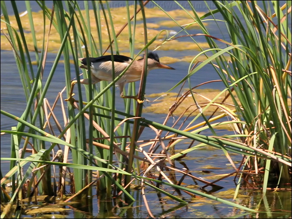 Little Bittern little_bittern_53446.jpg