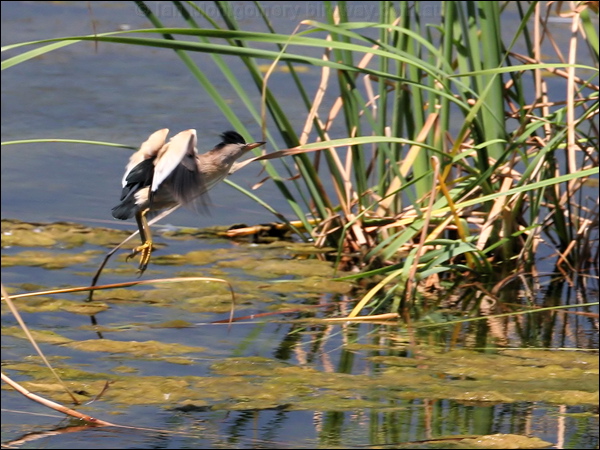 Little Bittern little_bittern_53459.jpg