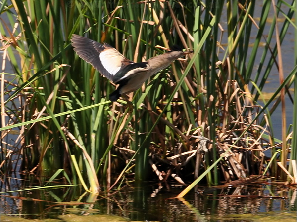 Little Bittern little_bittern_53460.jpg