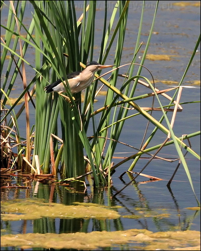 Little Bittern little_bittern_53462.jpg
