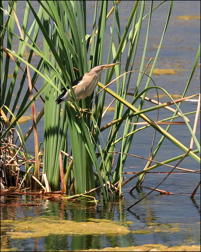 Little Bittern little_bittern_53467.jpg