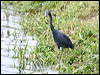 little_blue_heron_22882