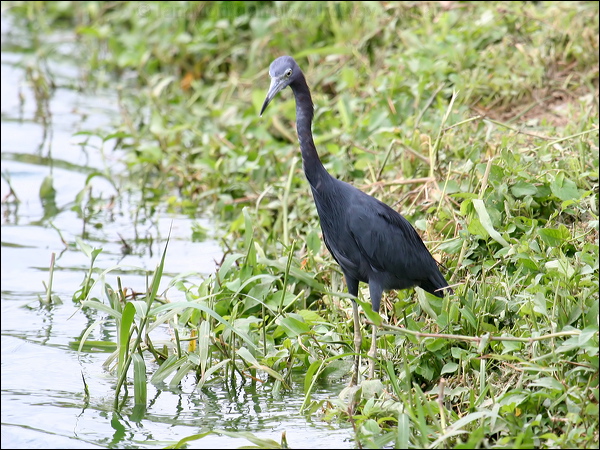 Little Blue Heron little_blue_heron_22882.jpg
