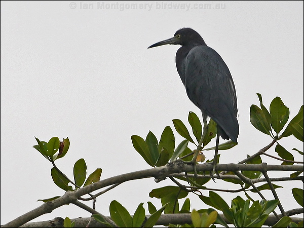 Little Blue Heron little_blue_heron_27165.psd
