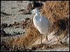 little_egret_04480