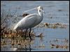 little_egret_07317