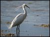 little_egret_07329