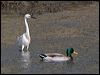 little_egret_140614