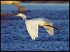 little_egret_164544
