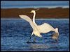 little_egret_164552