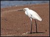 little_egret_32919