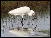 little_egret_35758