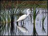 little_egret_35783