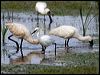 little_egret_35789