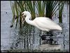 little_egret_35792