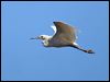 little_egret_37598