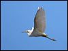 little_egret_37599