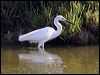 little_egret_53944