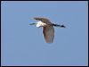 little_egret_53949