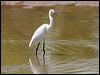 little_egret_62969