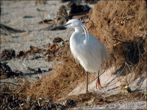 Little Egret little_egret_04480.jpg