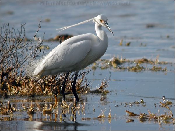 Little Egret little_egret_07317.jpg