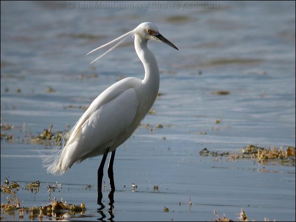 Little Egret little_egret_07329.jpg