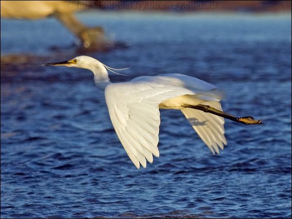 Little Egret little_egret_164544.psd