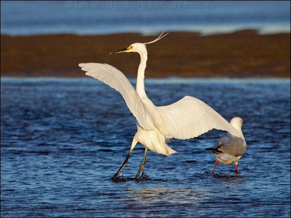 Little Egret little_egret_164552.psd