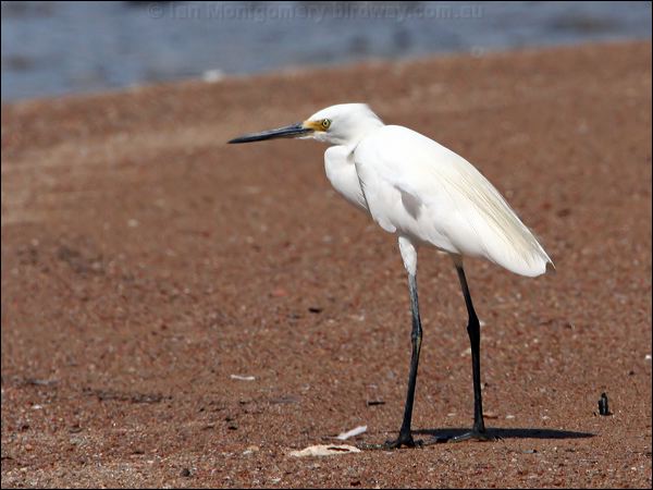 Little Egret little_egret_32919.jpg