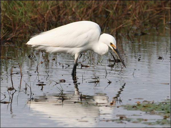 Little Egret little_egret_35758.jpg